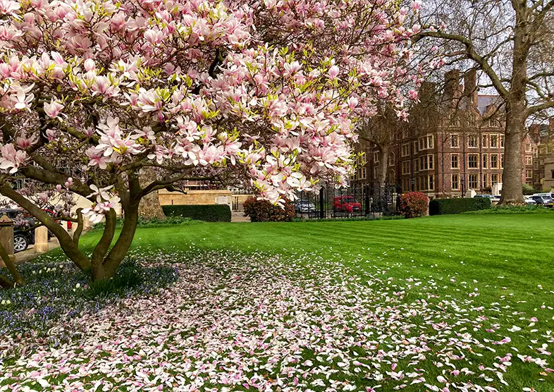 A blooming magnolia tree with pink and white
flowers stands on a well-manicured green lawn
located on the Lincoln’s Inn Estate. Fallen petals
are scattered on the grass beneath the tree. In
the background, there are historic buildings.
