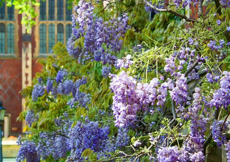 Lincoln’s Inn Estate enjoys blooming Wisteria
plants; purple and green leafy plants grow
around the estate during specific times of the
year.
